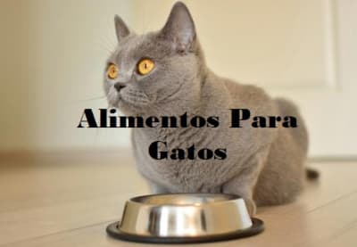 collection gato