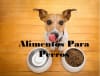 collection perro