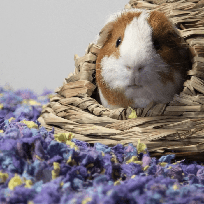 SUSTRATO CAREFRESH 10 LT4