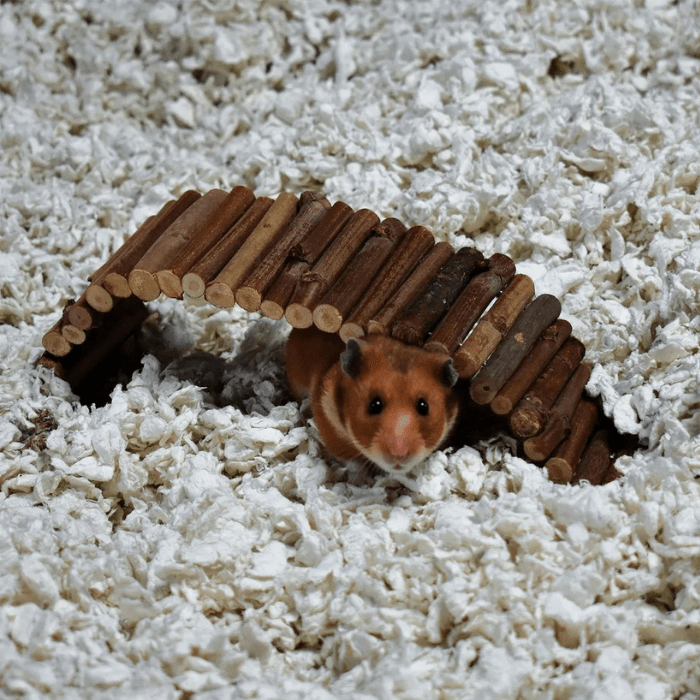 SUSTRATO CAREFRESH BLANCO 10 LITROS4