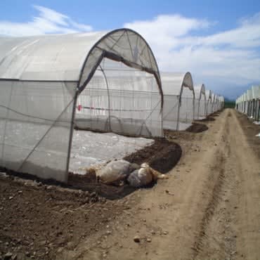 ANTIAFIDO 2x200 MTS - RLL