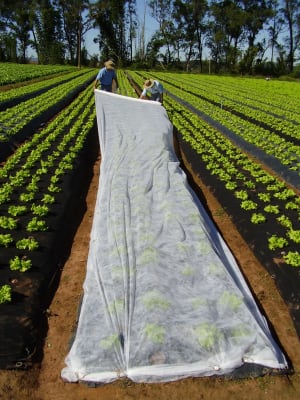 ANTIHELADAS 4X250 MTS - RLL