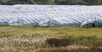 PLASTICO INVERNADERO 6X100X200MIC - KG