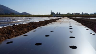 PLASTICO MULCH NEGRO 1.6X1500X030 - RLL