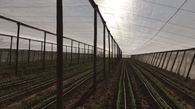 ANTIAFIDO 2010 200x200 - RLL