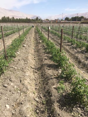 ENTUTORADO 6 CUAD 1,02X1000 MTS - RLL