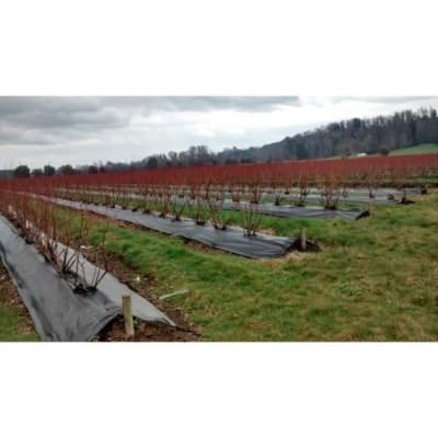 ANTIMALEZA 1.80x200 MTS - RLL