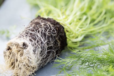 TURBA PJ POTPLANT 525 NPK 250LT - FARDO