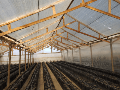 PLASTICO INVERNADERO 8X100X200MIC - KG