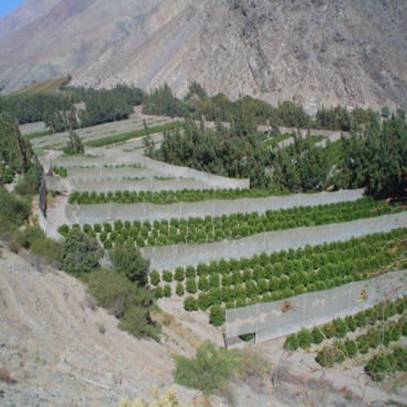 MONOFILAMENTO 6X6 4X100MTS C&L - RLL