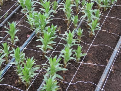 ENTUTORADO 7 CUAD 1,19X1000 TE - RLL