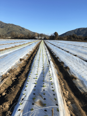 PLASTICO MULCH BL/NE 1.20X1500X025 - RLL3