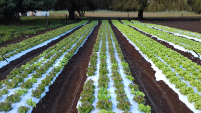 MULCH BICAPA BL/NE 1.40X1000X040 - RLL