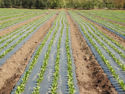 MULCH BICAPA NE/NE 1.50X1000X025 - RLL