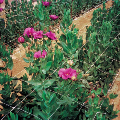 ENTUTORADO 7 CUAD 1,19X1000 MTS - RLL