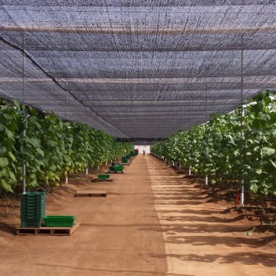 RASCHEL 65% 4,20X100 MTS NEGRA NA - RLL