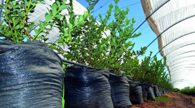 SACO ARÁNDANOS 70 LARGO X 60 ANCHO - UNIDAD1