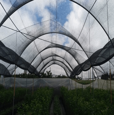 RASCHEL 80% 4,20X100 NEGRA NA - RLL