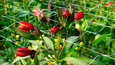 ENTUTORADO 4 CUAD 0,68X1000 MTS - RLL