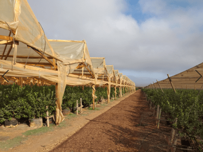 POLIET DURATERMIC NIQUELADO 6X50X200MIC - RLL1