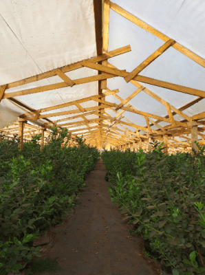 POLIET DURATERMIC NIQUELADO 6X50X200MIC - RLL