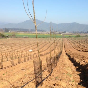 PROTECTOR DE ÁRBOL 20CMX100M - RLL2