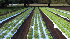 MULCH BICAPA BL/NE 1.20X1000X025 - RLL