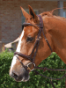 Cabezada Flash Noseband1