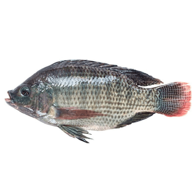 Caja Pez Tilapia 10k1