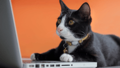 PEDIDOS PET, Tienda física y Online