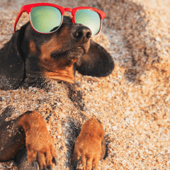 Tenemos Nuevos Productos Pequeñas Mascotas