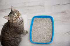 Cómo elegir la mejor arena para nuestros gatos