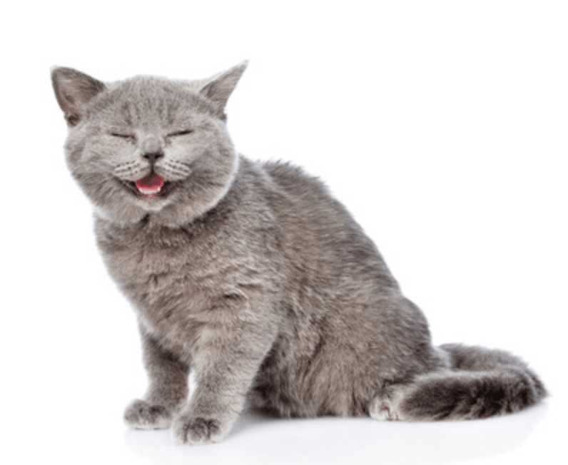 Lo Mejor Pedidos Pet