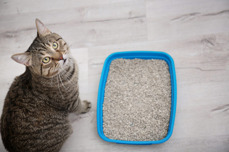 Cómo elegir la mejor arena para nuestros gatos