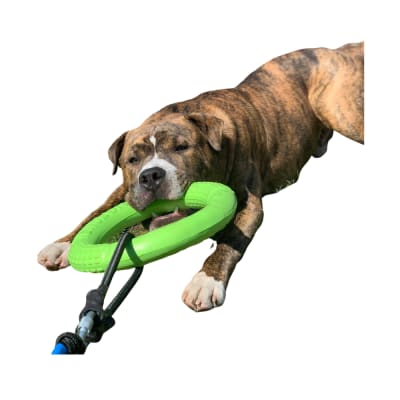Juguete Frisbee Tenslon Ring Talla Grande
