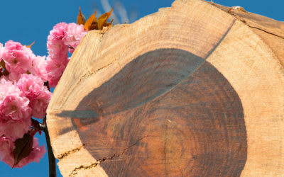 Palo de Rosa, usos y aplicaciones