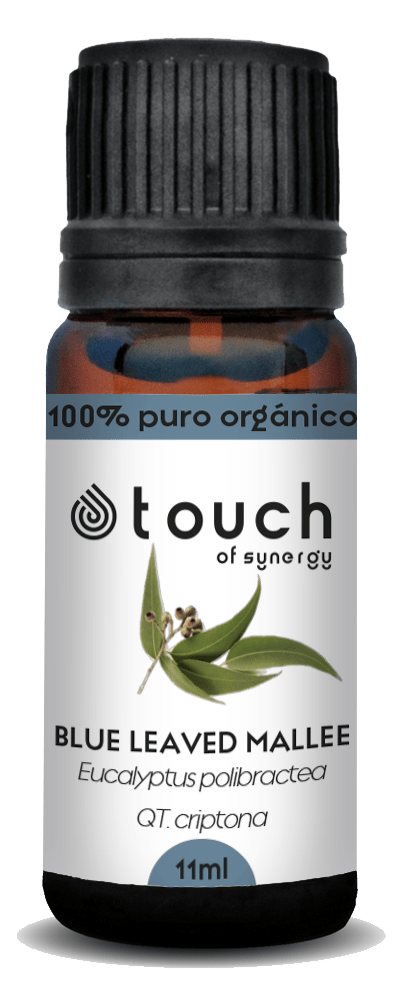 Eucalipto Polybractea (11 ml)1