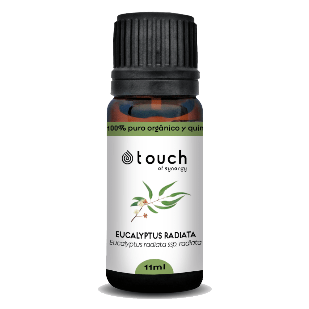 Eucalipto Radiata (11 ml)2
