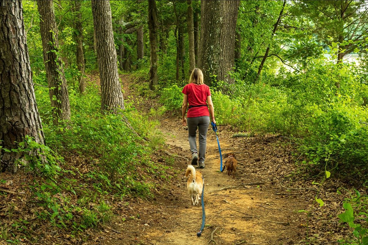 La Guía Definitiva para Acampar con Perros: Consejos de una Veterinaria y Aventurera Canina