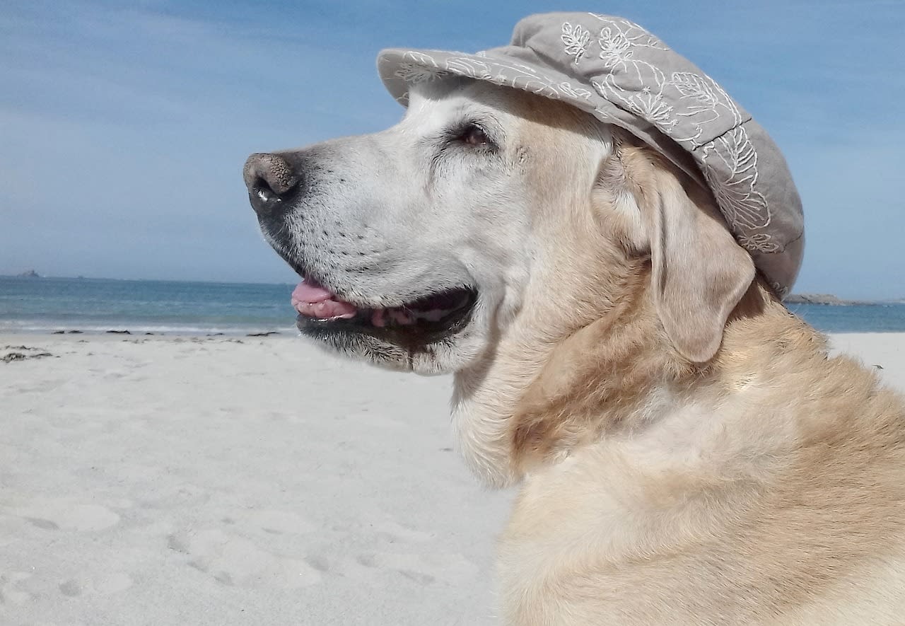 Verano Fresco para tus Mascotas: Guía Definitiva de Cuidados y Accesorios.