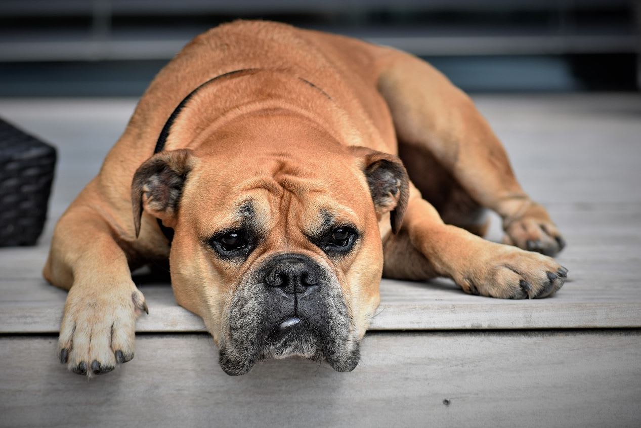 Mascotas y el Estrés Post-Vacacional: ¿Cómo Ayudarlos a Adaptarse?