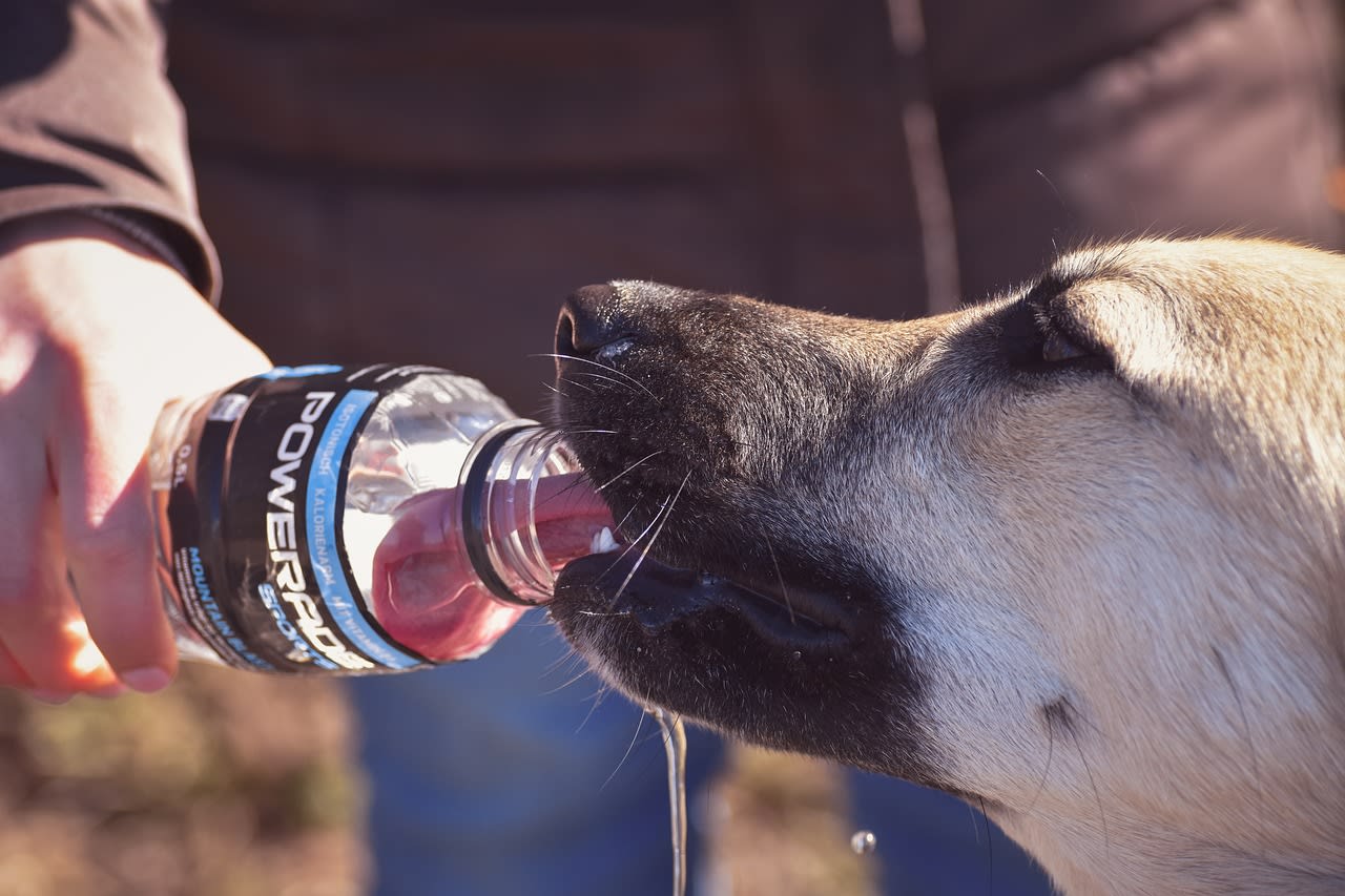 Cuida a tu Compañero Peludo del Calor: Consejos de Verano de Santiago Pet Store.