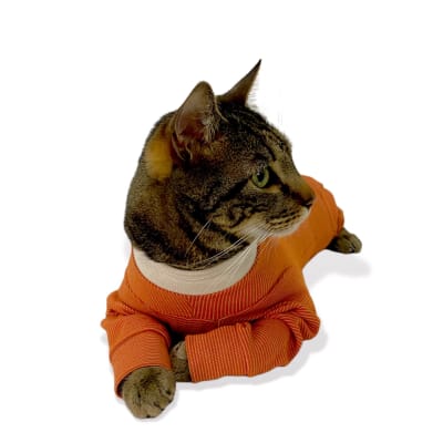 KIMBA VET BODY COBRE 4 PATAS