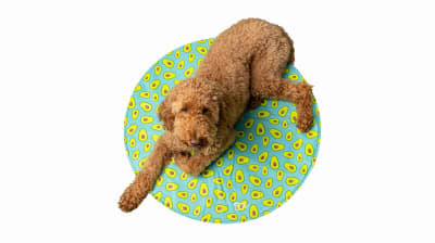 GF PET MANTA REFRESCANTE AVOCADO1