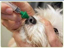 VACUNA KC A DOMICILIO