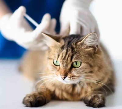 VACUNACIÓN ANUAL GATOS (TRIPLE FELINA + ANTIRRABICA) A DOMICILIO