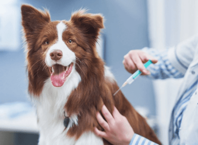 VACUNACIÓN ANUAL PERROS (OCTUPLE + ANTIRRABICA) A DOMICILIO