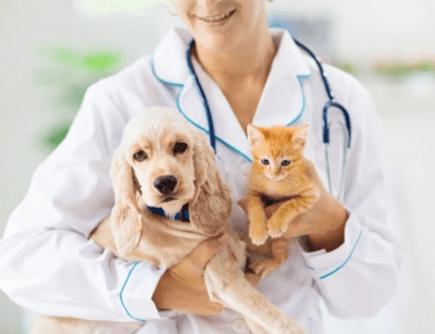 VACUNA CANINO O FELINO ANTIRRABICA A DOMICILIO1