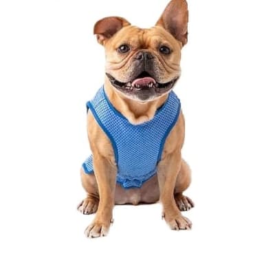 GFPET CAPA REFRESCANTE