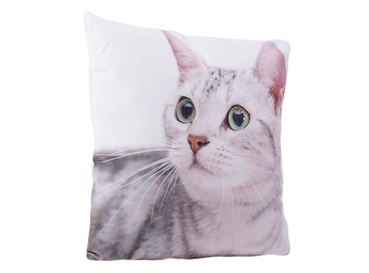 DIB COJIN ANIMALES IMAGEN GATO BLANCO SANTIAGO PET STORE